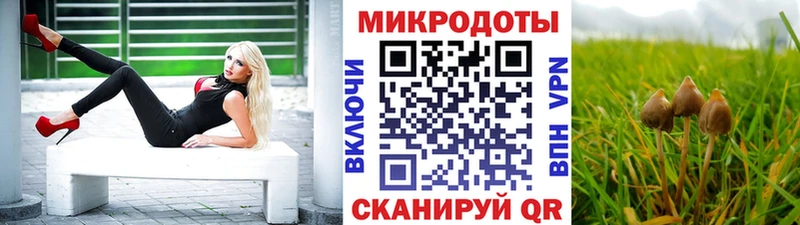 где купить   Новосокольники  Псилоцибиновые грибы Psilocybe 